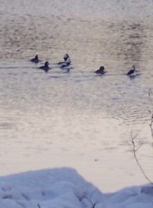 Three pairs of buffleheads off Crandall Point. Aren't they cute?