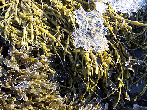 Ice forms patterns on two species of seaweed.