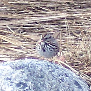 Song sparrow blends in with the salt marsh grass by the shore.