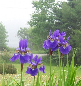 Irises in the fog