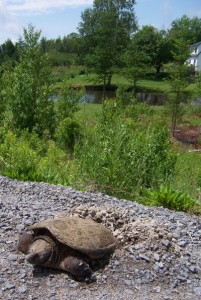 Snapping turtle laying eggs at roadside